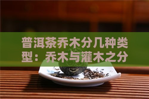 普洱茶乔木分几种类型：乔木与灌木之分详述