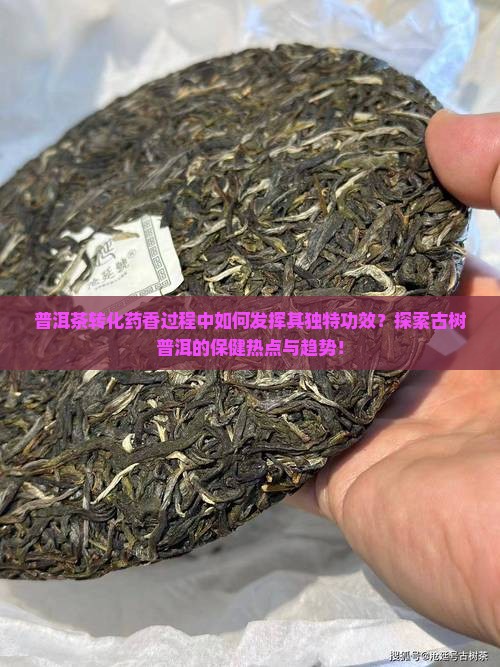 普洱茶转化药香过程中如何发挥其独特功效？探索古树普洱的保健热点与趋势！