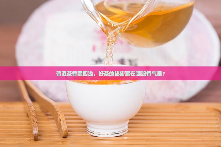 普洱茶香飘四溢，好茶的秘密藏在哪股香气里？