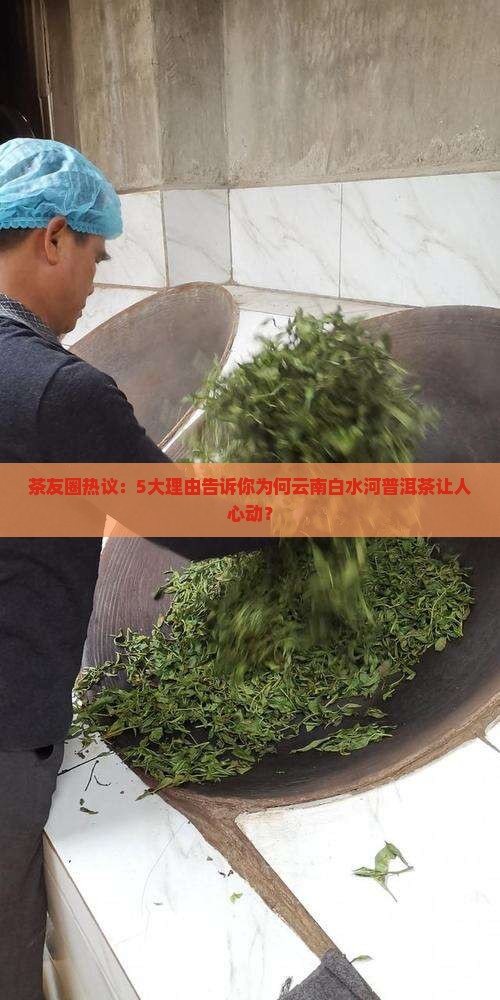 茶友圈热议：5大理由告诉你为何云南白水河普洱茶让人心动？