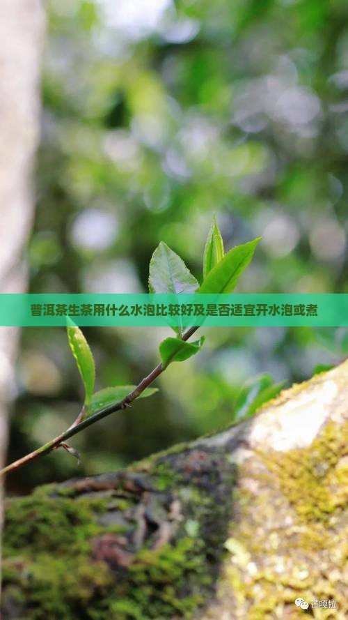 普洱茶生茶用什么水泡比较好及是否适宜开水泡或煮