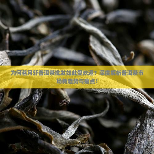 为何茗月轩普洱茶批发如此受欢迎？深度解析普洱茶市场新趋势与痛点！
