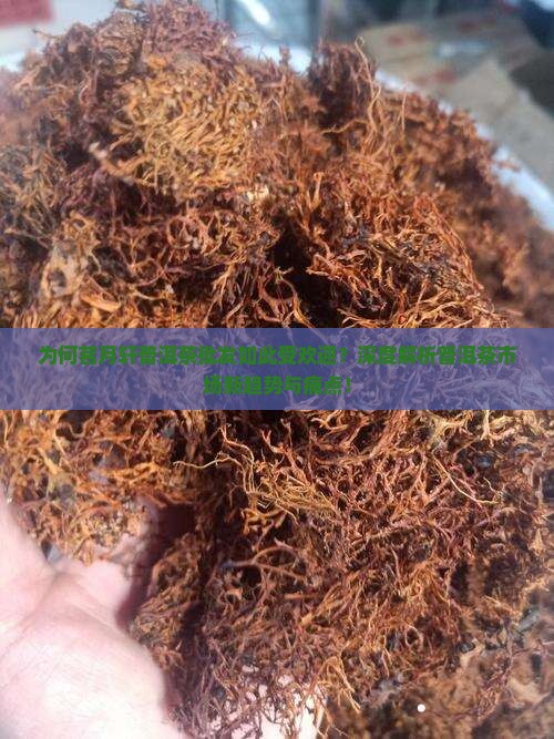 为何茗月轩普洱茶批发如此受欢迎？深度解析普洱茶市场新趋势与痛点！