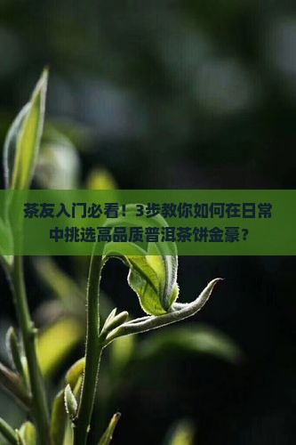 茶友入门必看！3步教你如何在日常中挑选高品质普洱茶饼金豪？