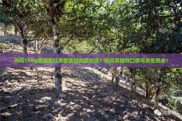 为何150g普洱茶红茶散茶如此受欢迎？探究其独特口感与养生热点！