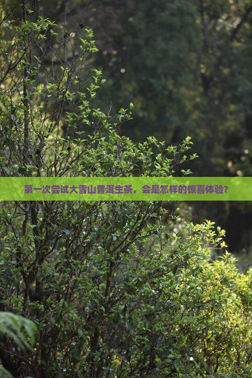 第一次尝试大雪山普洱生茶，会是怎样的惊喜体验？