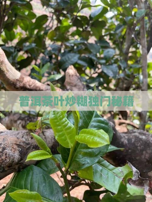 普洱茶叶炒糊独门秘籍