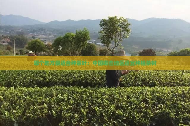 哪个地方最适合种茶叶：中国哪些地区适宜种植茶树