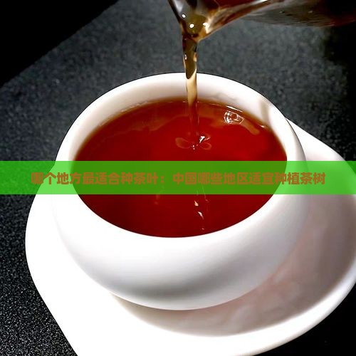哪个地方最适合种茶叶：中国哪些地区适宜种植茶树