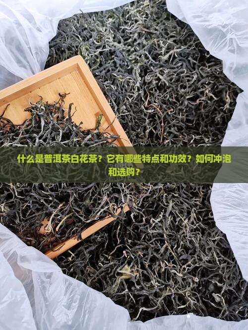 什么是普洱茶白花茶？它有哪些特点和功效？如何冲泡和选购？