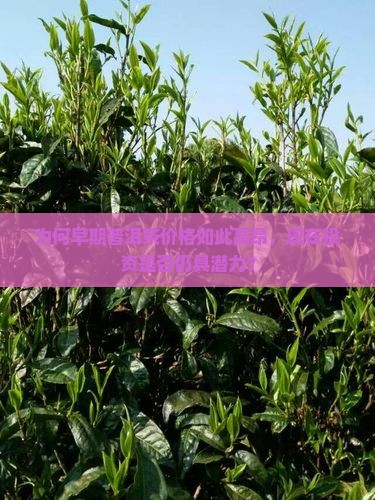 为何早期普洱茶价格如此高昂，现在投资是否仍具潜力？