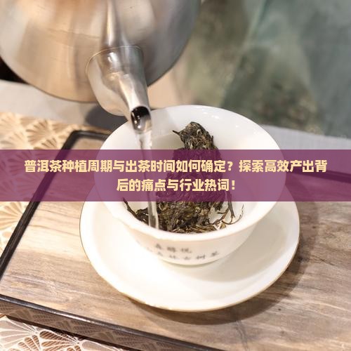 普洱茶种植周期与出茶时间如何确定？探索高效产出背后的痛点与行业热词！
