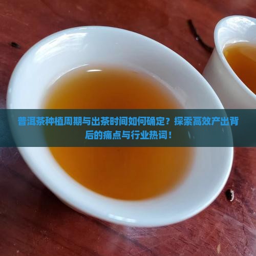 普洱茶种植周期与出茶时间如何确定？探索高效产出背后的痛点与行业热词！