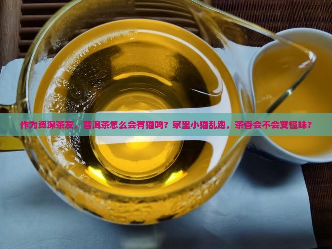 作为资深茶友，普洱茶怎么会有猫呜？家里小猫乱跑，茶香会不会变怪味？