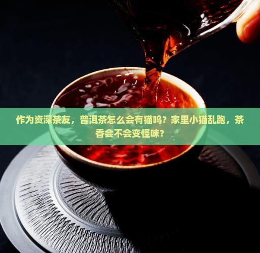 作为资深茶友，普洱茶怎么会有猫呜？家里小猫乱跑，茶香会不会变怪味？