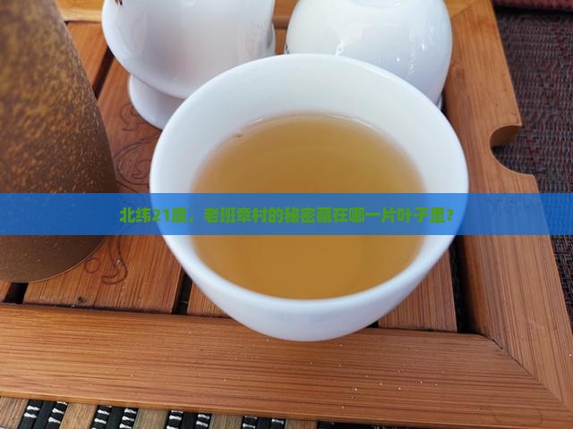 北纬21度，老班章村的秘密藏在哪一片叶子里？