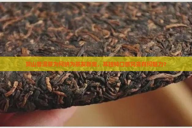 贺山普洱茶为何纳为茶友新宠，其独特口感究竟有何魅力？