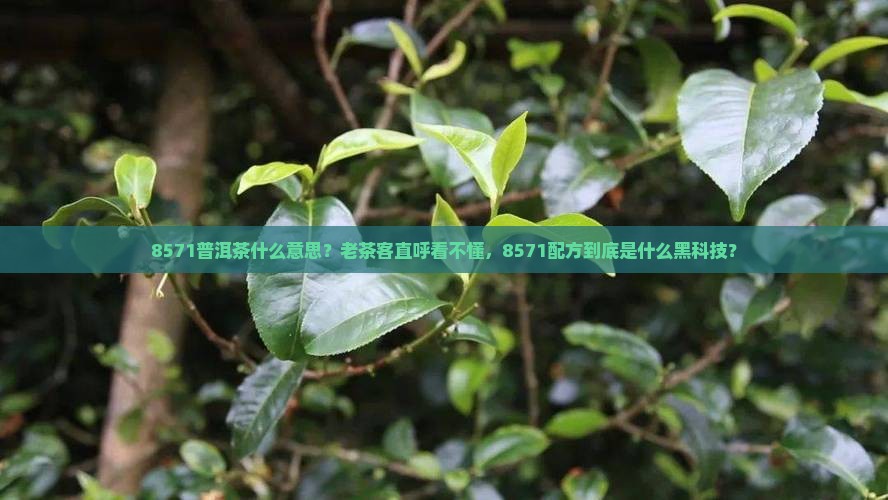 8571普洱茶什么意思？老茶客直呼看不懂，8571配方到底是什么黑科技？