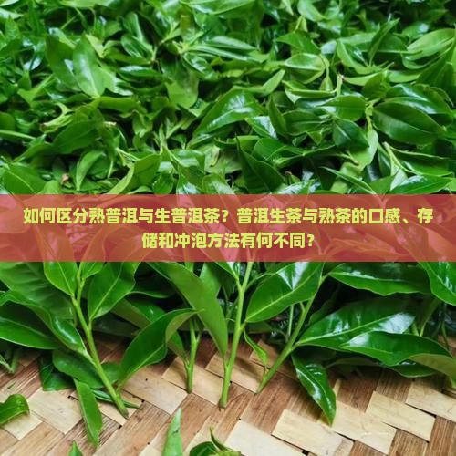 如何区分熟普洱与生普洱茶？普洱生茶与熟茶的口感、存储和冲泡方法有何不同？