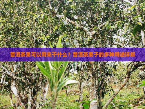 普洱茶果可以用来干什么？普洱茶果子的多种用途详解
