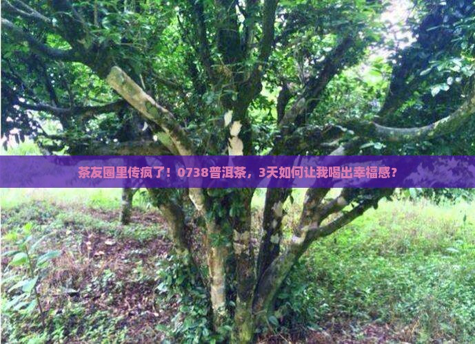 茶友圈里传疯了！0738普洱茶，3天如何让我喝出幸福感？