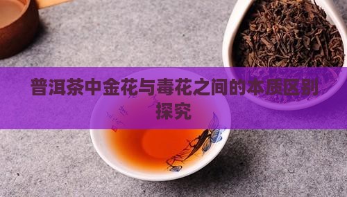 普洱茶中金花与毒花之间的本质区别探究