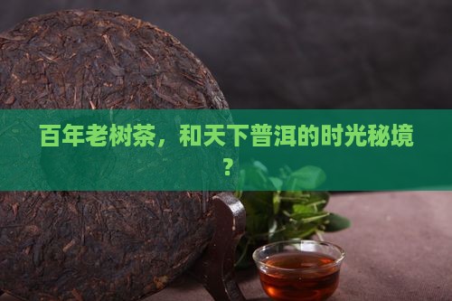 百年老树茶，和天下普洱的时光秘境？