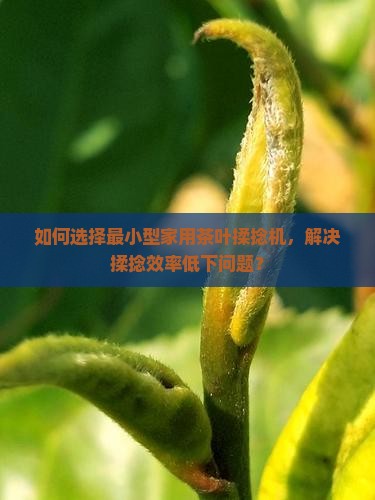 如何选择最小型家用茶叶揉捻机，解决揉捻效率低下问题？
