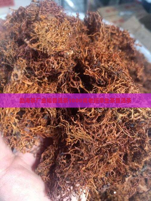 勐海茶厂金福普洱茶1000克老班章生茶普洱茶
