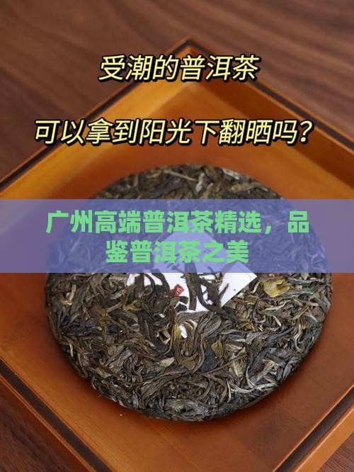 广州高端普洱茶精选，品鉴普洱茶之美