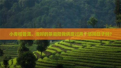 小青柑普洱,泡好的茶能陪我俩度过两个悠闲日子吗? 小青柑普洱,泡好的茶能陪我俩度过两个悠闲日子吗?