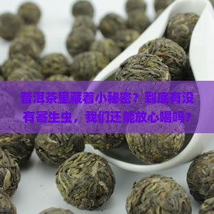 普洱茶里藏着小秘密？到底有没有寄生虫，我们还能放心喝吗？
