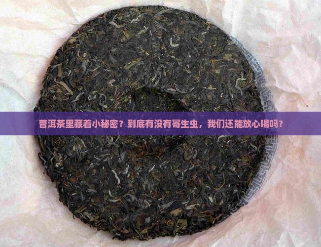 普洱茶里藏着小秘密？到底有没有寄生虫，我们还能放心喝吗？