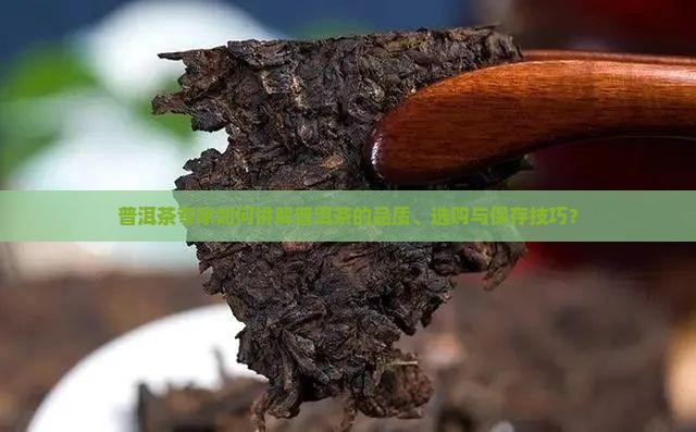 普洱茶专家如何讲解普洱茶的品质、选购与保存技巧？