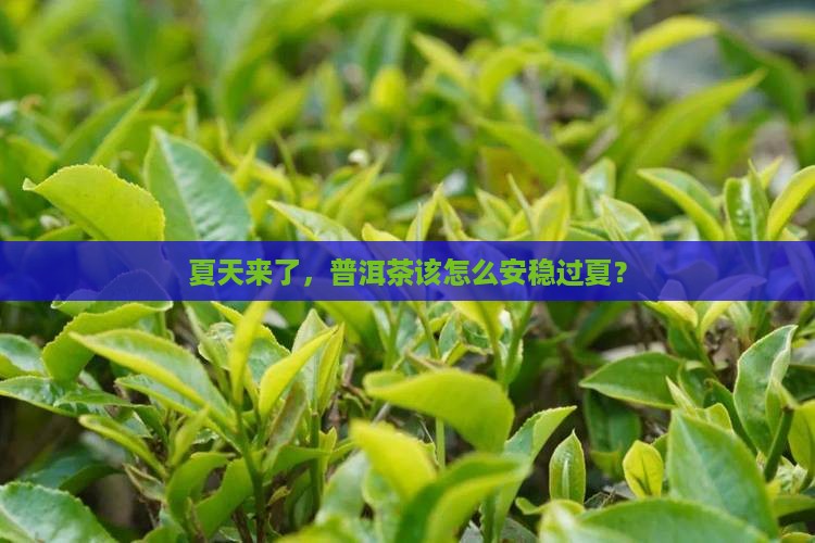夏天来了，普洱茶该怎么安稳过夏？