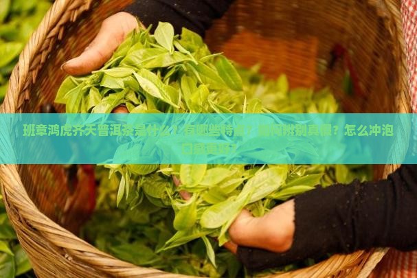 班章鸿虎齐天普洱茶是什么？有哪些特点？如何辨别真假？怎么冲泡口感更好？