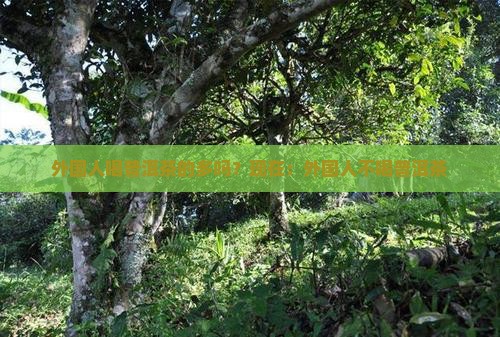 外国人喝普洱茶的多吗？现在：外国人不喝普洱茶