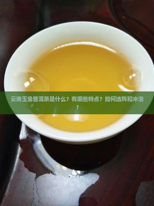 云南玉兔普洱茶是什么？有哪些特点？如何选购和冲泡？