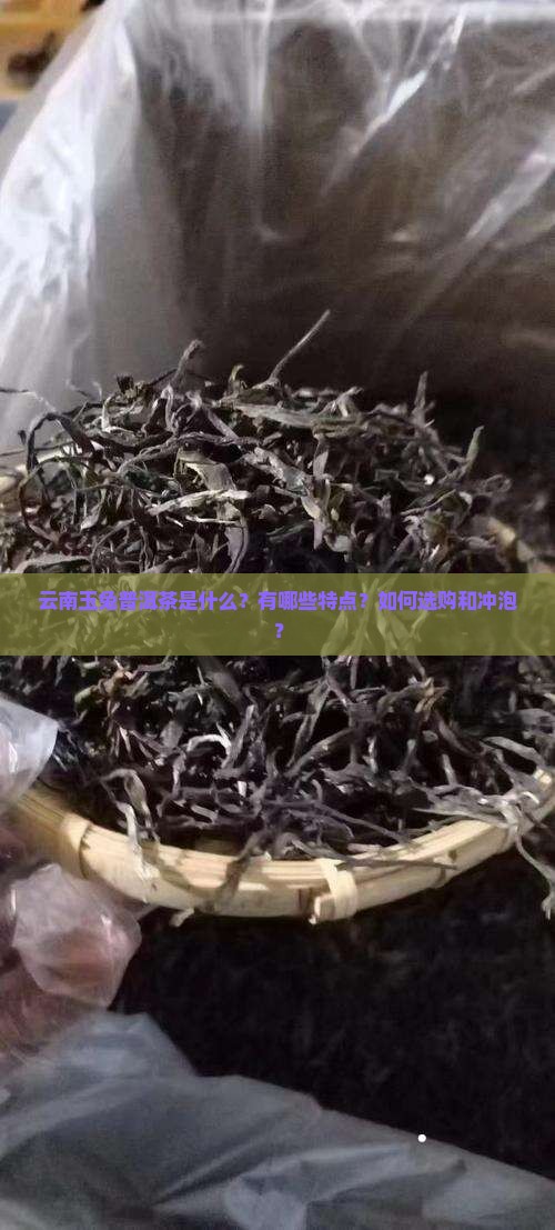 云南玉兔普洱茶是什么？有哪些特点？如何选购和冲泡？