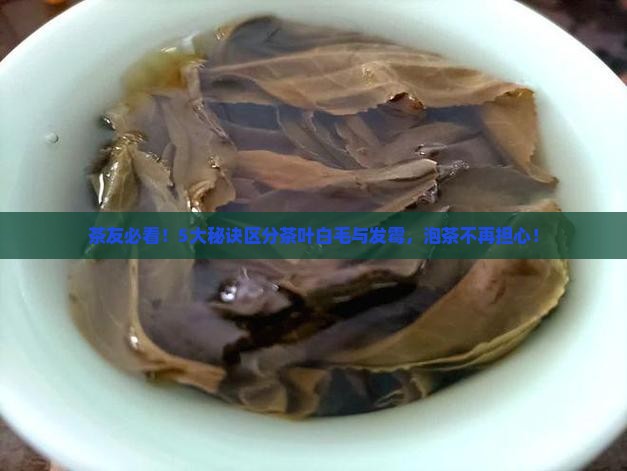 茶友必看！5大秘诀区分茶叶白毛与发霉，泡茶不再担心！