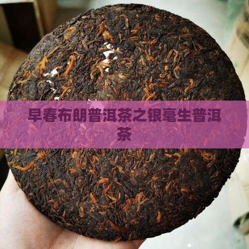 早春布朗普洱茶之银毫生普洱茶