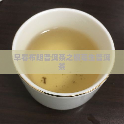 早春布朗普洱茶之银毫生普洱茶