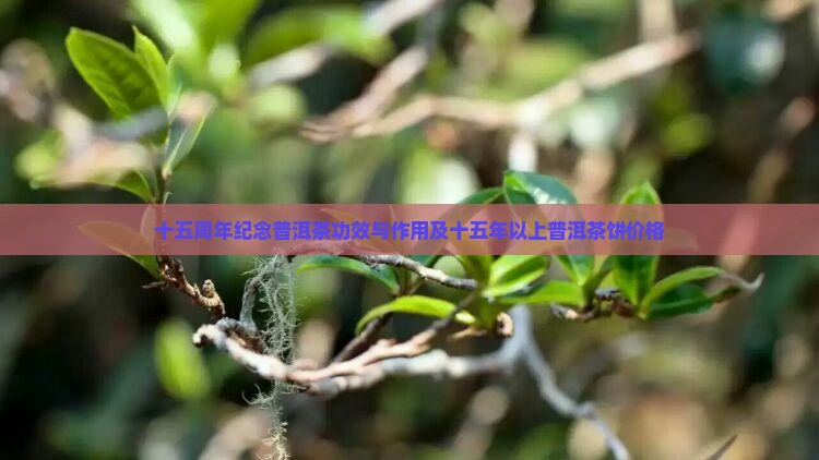 十五周年纪念普洱茶功效与作用及十五年以上普洱茶饼价格