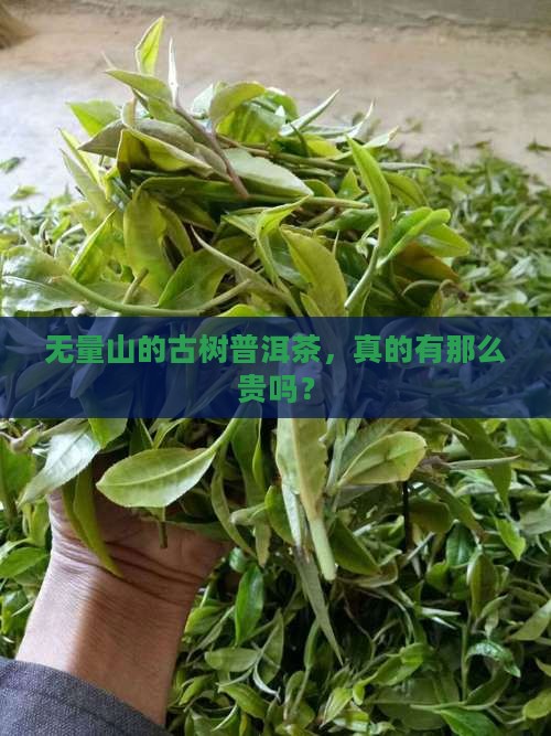无量山的古树普洱茶，真的有那么贵吗？