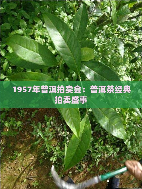 1957年普洱拍卖会：普洱茶经典拍卖盛事