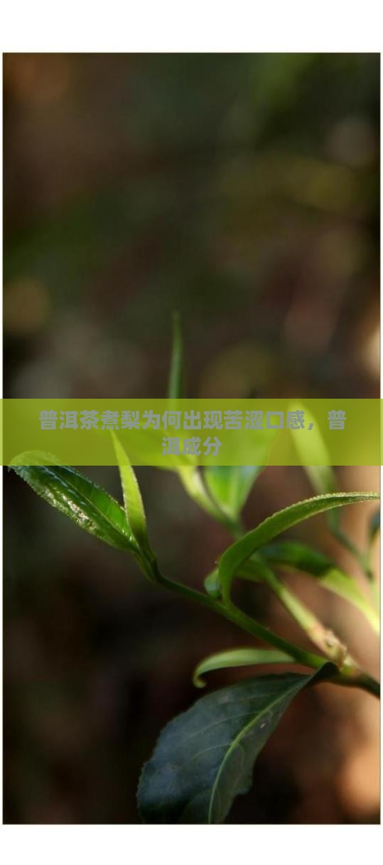 普洱茶煮梨为何出现苦涩口感，普洱成分