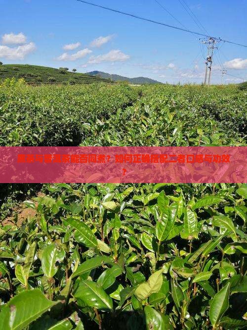 黑茶与普洱茶能否同煮？如何正确搭配二者口感与功效？