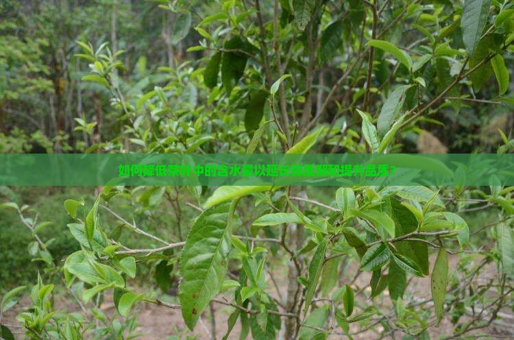 如何降低茶叶中的含水量以延长保质期和提升品质？