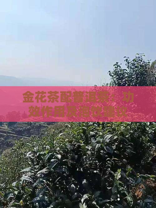 金花茶配普洱茶：功效作用及泡饮建议