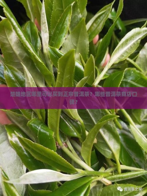 楚雄地区哪里可以买到正宗普洱茶？哪些普洱茶商店口碑？